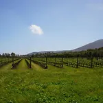 Casale Degli Ulivi Alghero * Santa Maria la Palma